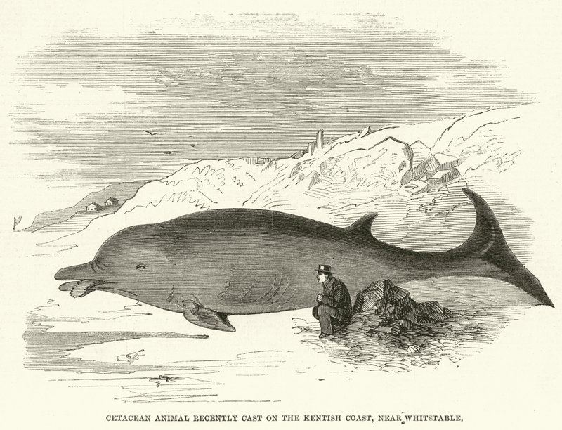 Cetaceo recentemente trovato sulla costa del Kent, vicino a Whitstable da English School