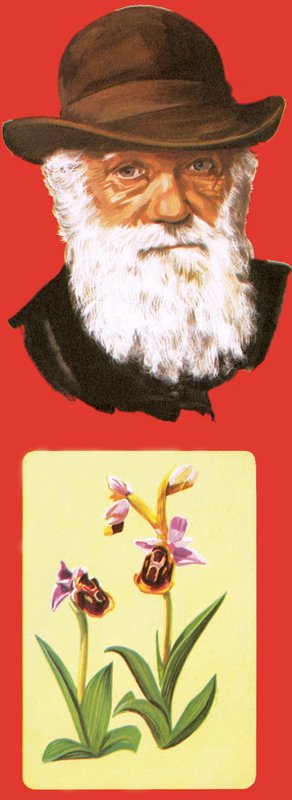 Charles Darwin da English School