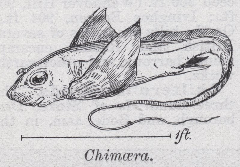 Chimera da English School