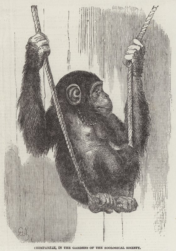 Scimpanzé, nei giardini della Zoological Society da English School