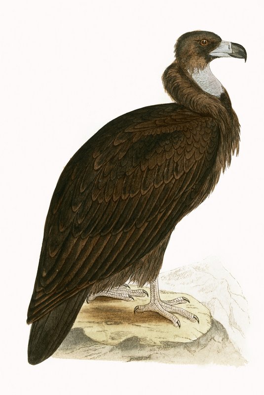 Avvoltoio Monaco, illustrazione da 