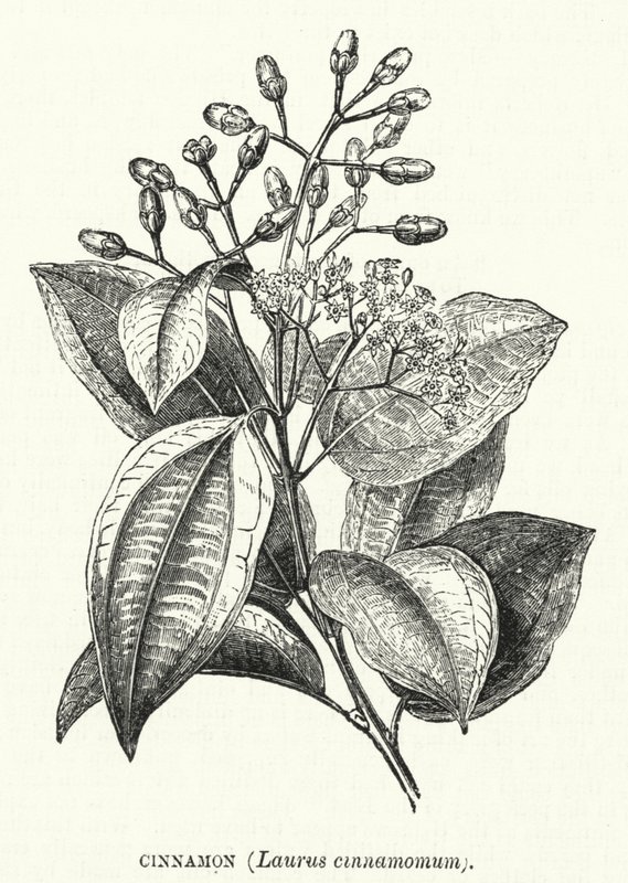 Cannella, Laurus cinnamomum da English School