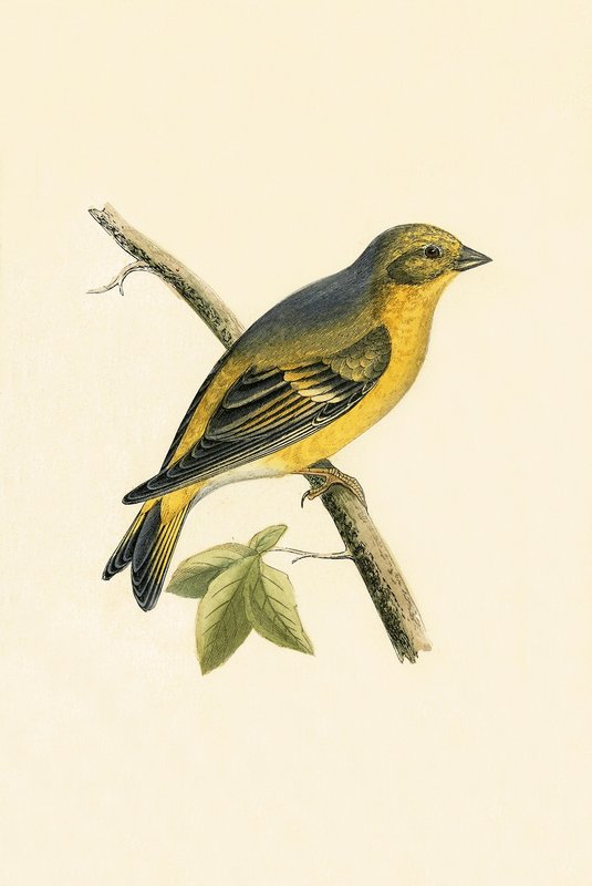 Verdone Citrino, illustrazione da 