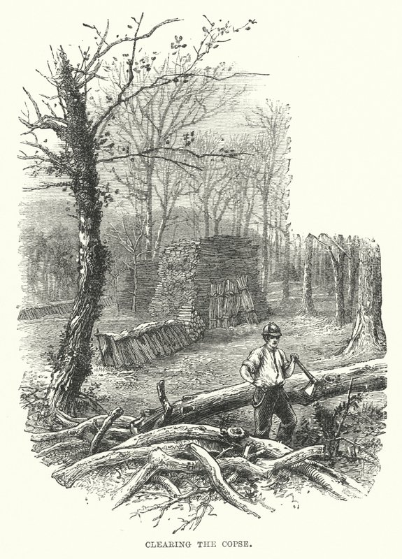 Pulizia del Bosco da English School