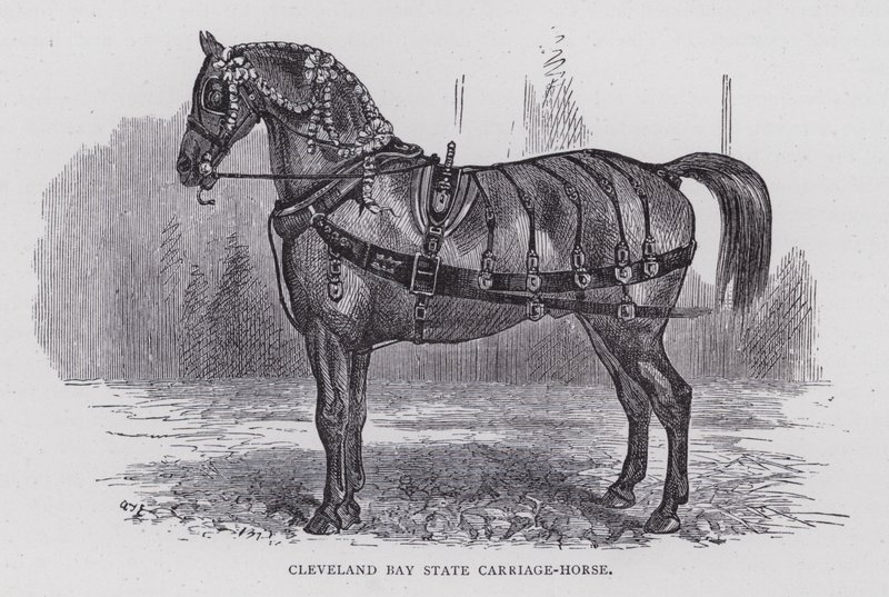 Cavallo da carrozza di stato di Cleveland Bay da English School