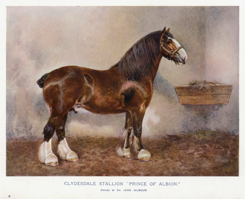 Stallone Clydesdale "Principe di Albion" da English School
