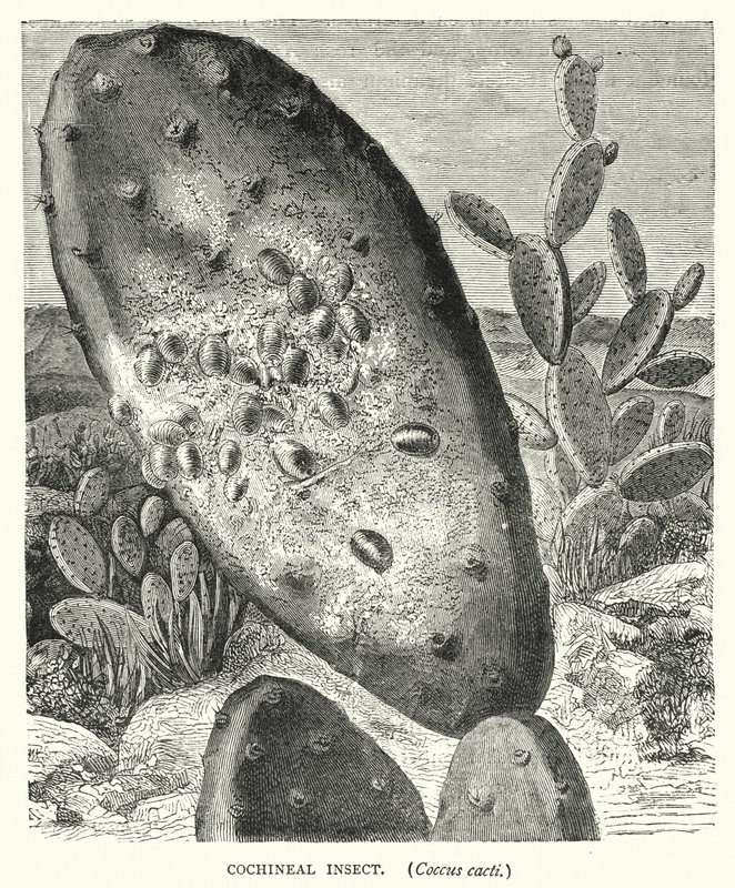Insetto della cocciniglia, Coccus cacti (incisione) da English School