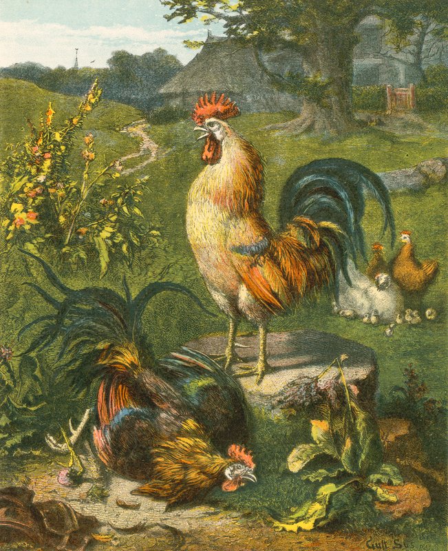Gallo, il Vincitore da English School