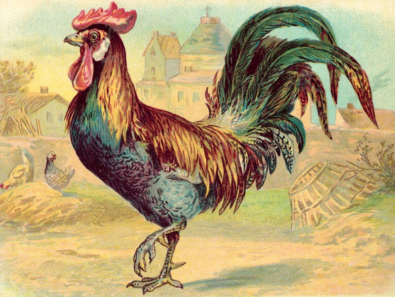 Gallo da English School