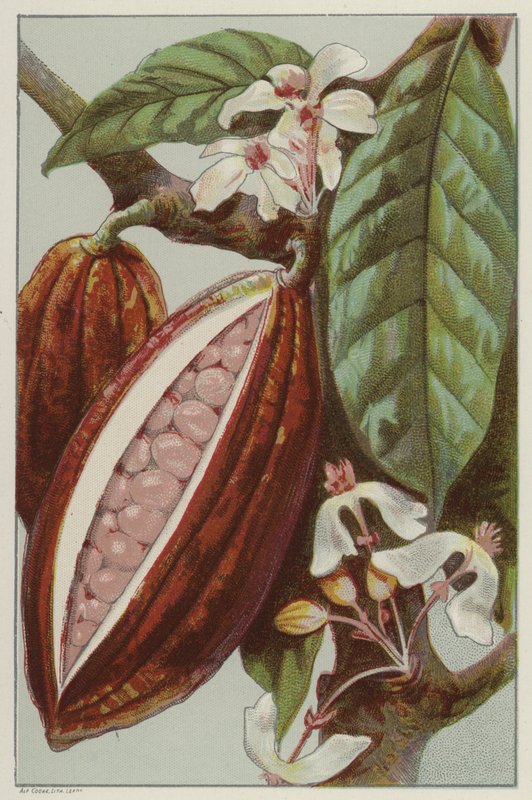 Fiori e baccelli di cacao, mostrando l
