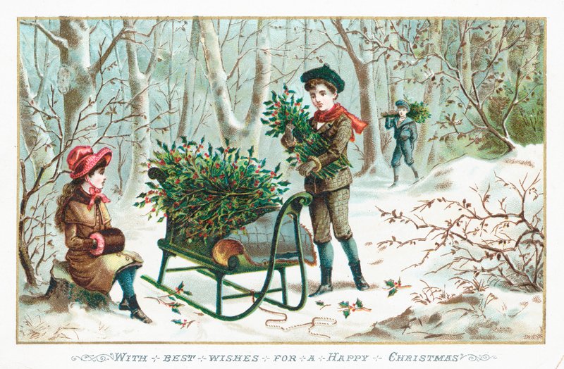 Raccolta di agrifoglio nel bosco da English School