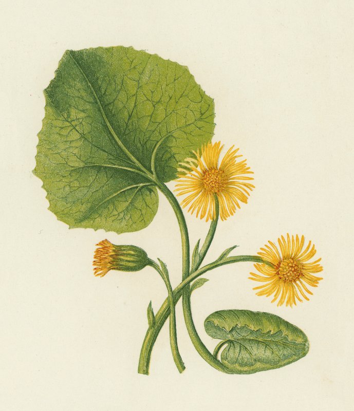 Tussilago farfara da English School