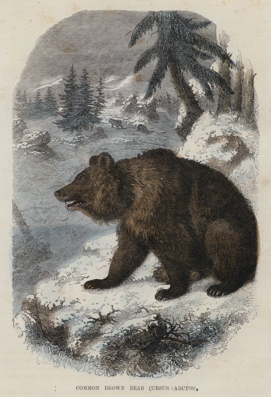 Orso bruno comune, Ursus Arctos da English School