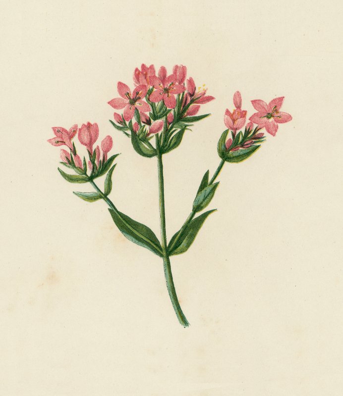 Centauro Comune, Erythraea Centaurium da English School