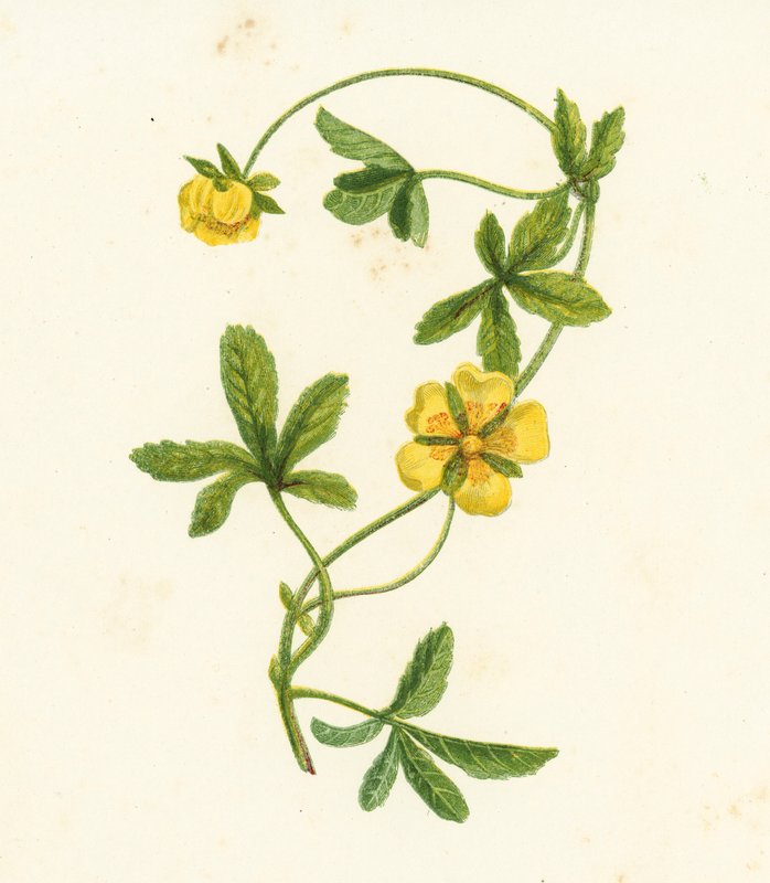 Cinquefoil Strisciante Comune, Potentilla Reptans da English School