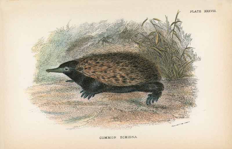 Echidna comune da English School