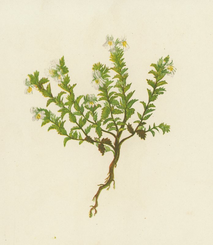 Eufrasia Comune, Euphrasia Officinalis da English School