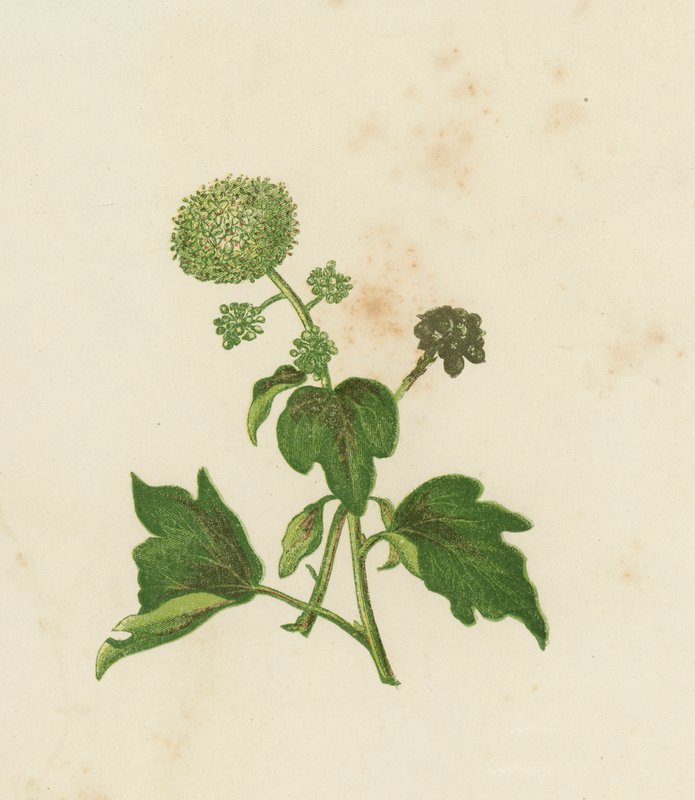 Edera comune, Hedera helix da English School
