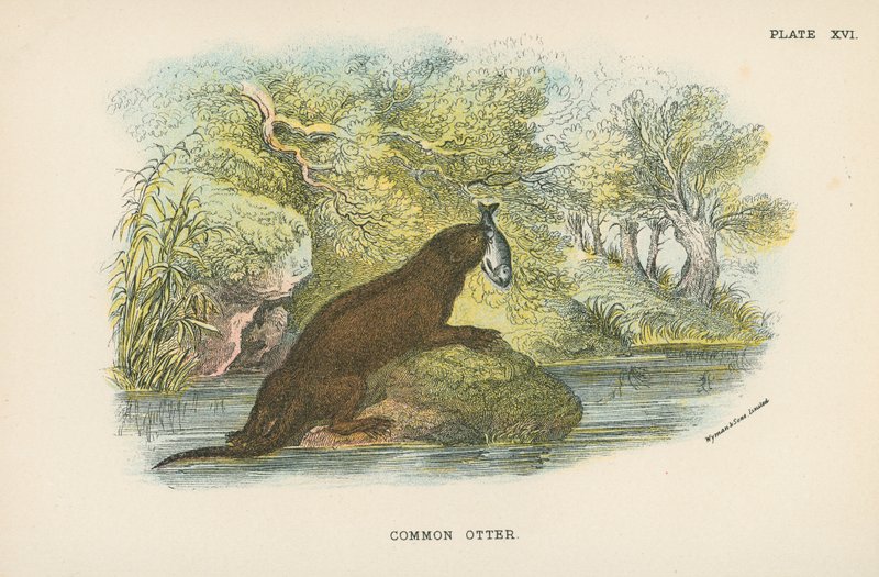 Lontra comune da English School