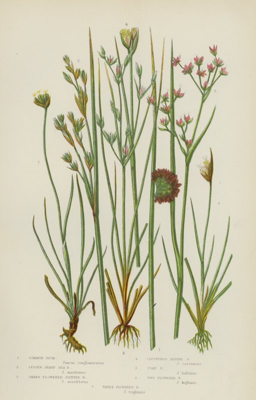 Canna comune, Canna marina affilata minore, Canna articolata a fiore affilato, Canna alpina raggruppata, Canna di rospo da English School
