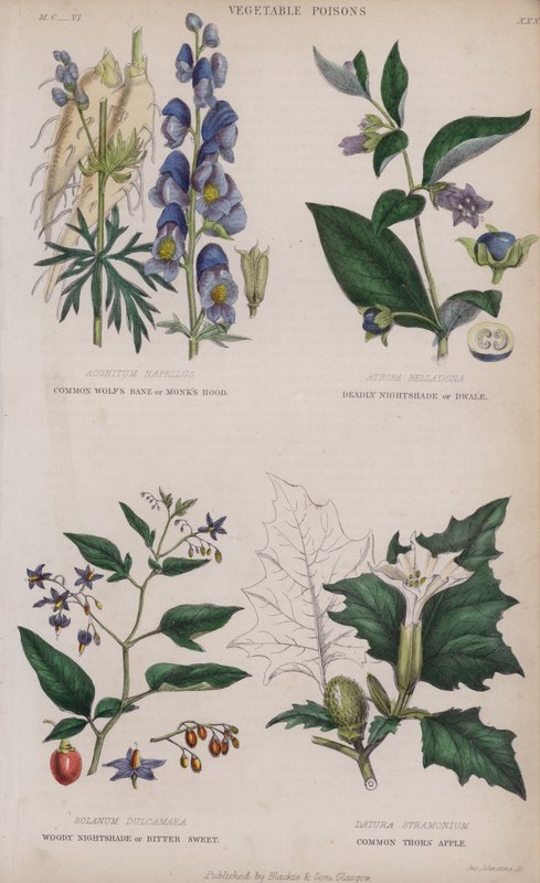 Aconito comune; belladonna; dulcamara; stramonio comune da English School