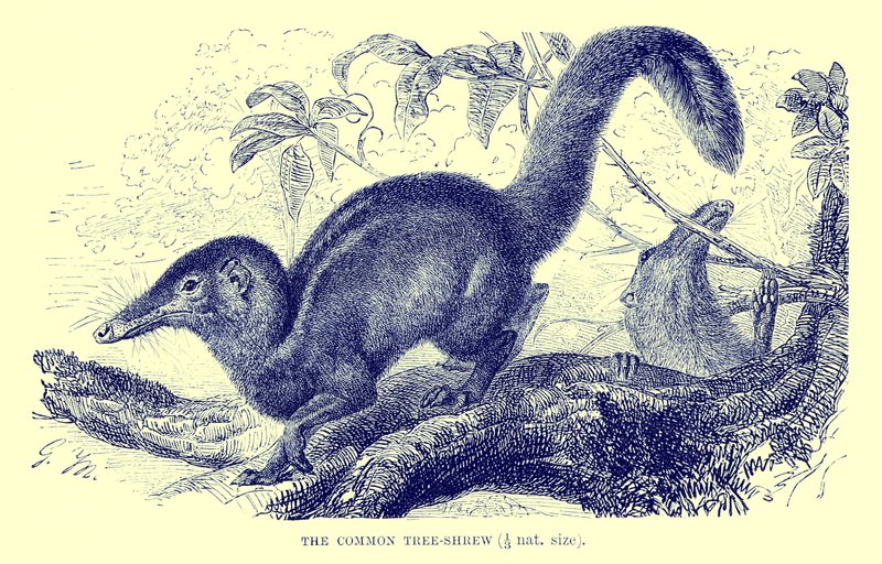 Topolino comune, illustrazione da "The Royal Natural History" (litografia) da English School