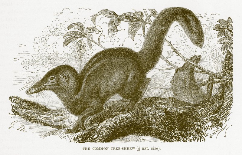 Tupaia comune, illustrazione da The Royal Natural History da English School