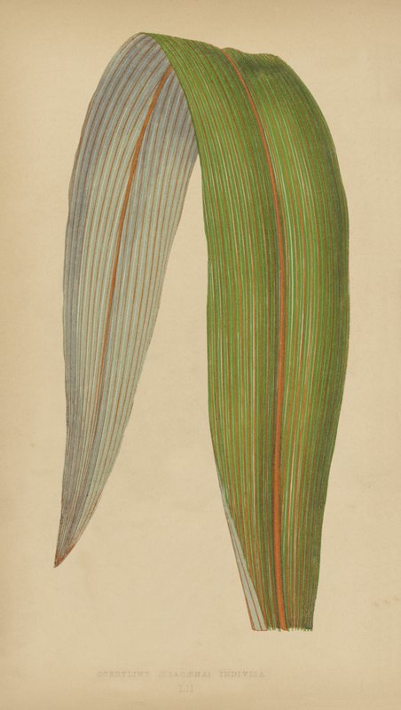 Cordyline (Dracaena) Indivisa da English School