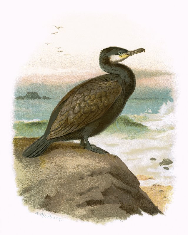 Cormorano da English School