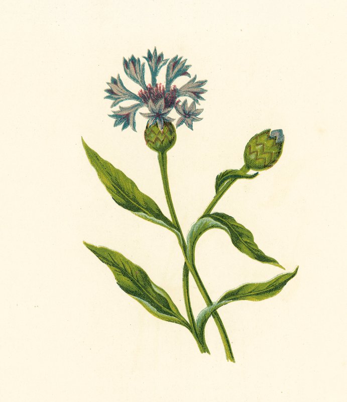 Fiordaliso, Centaurea Cyanus da English School