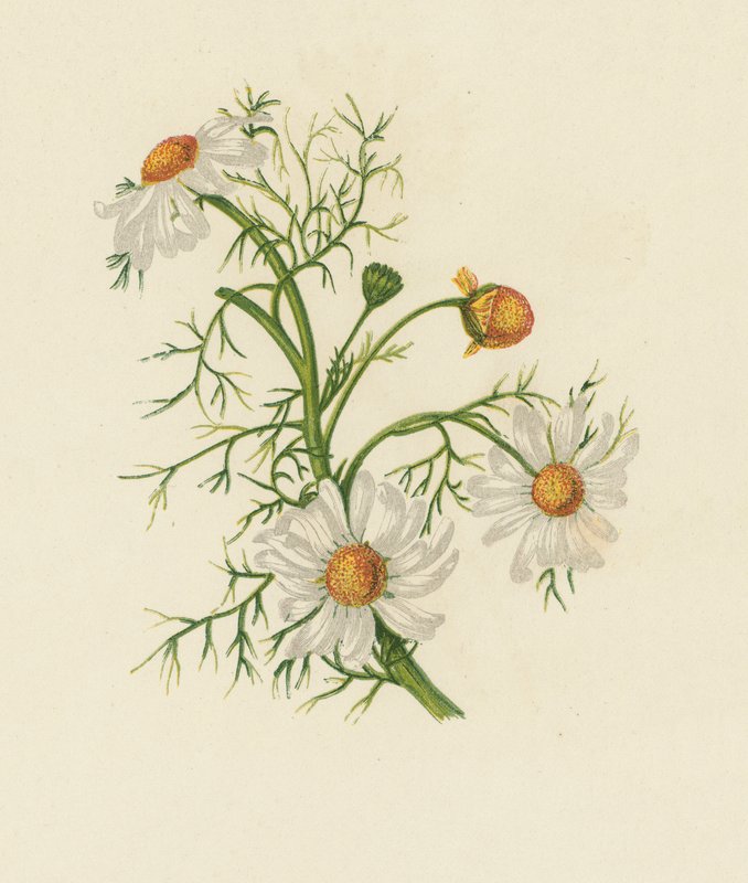 Camomilla dei campi, Pyrethrum Inodorum da English School