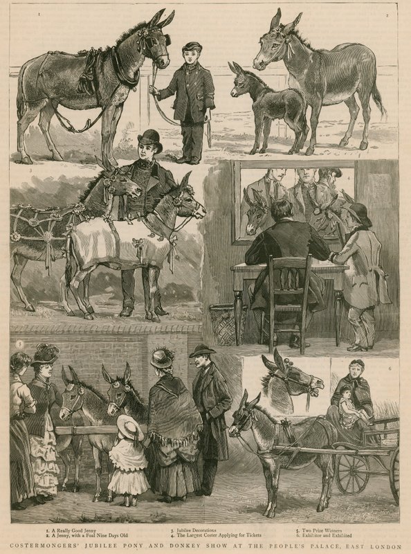 Mostra di pony e asini del Giubileo dei Costermongers al Peoples Palace, East London da English School