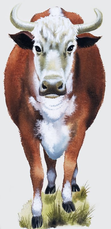 Mucca da English School