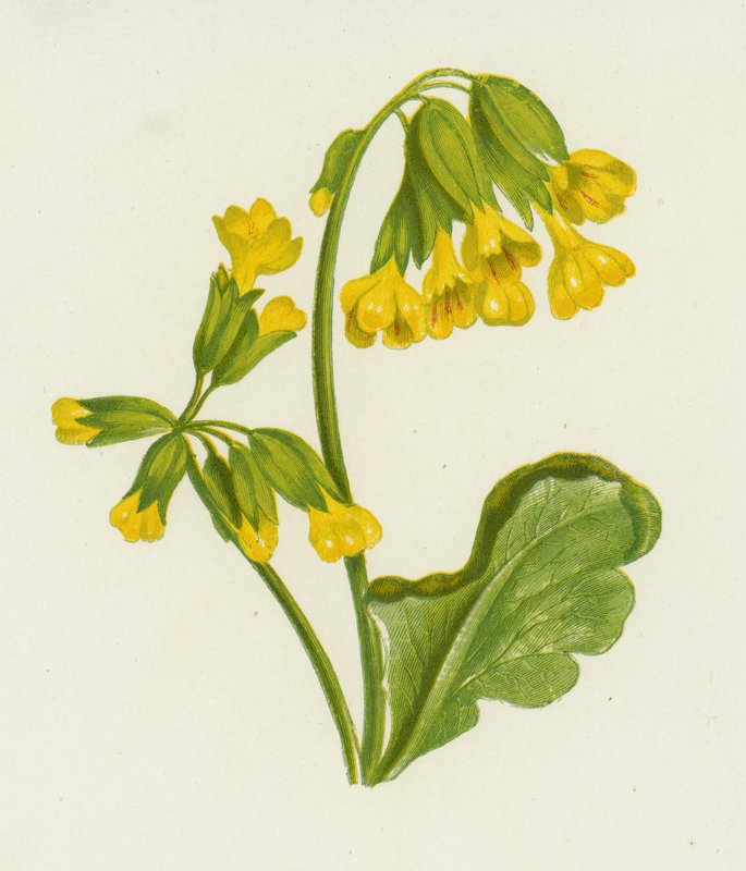 Primula veris, Primula Veris da English School