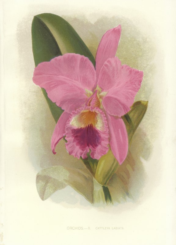 Cattleya cremisi da English School