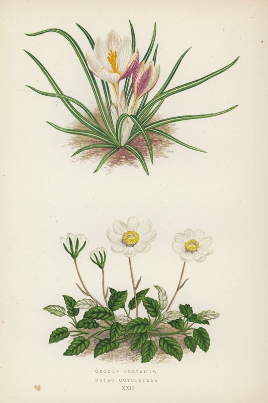 Crocus Boryanus; Dryas Octopetala da English School