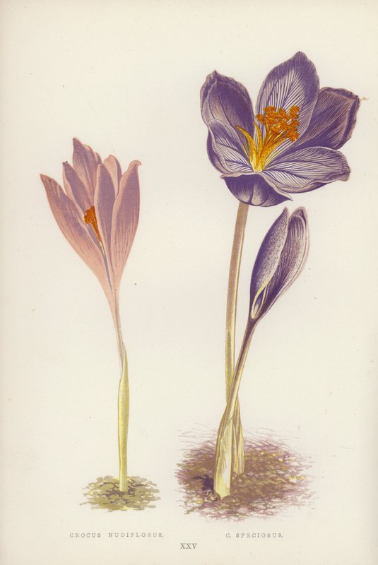 Crocus Nudiflorus; C Speciosus (litografia a colori) da English School