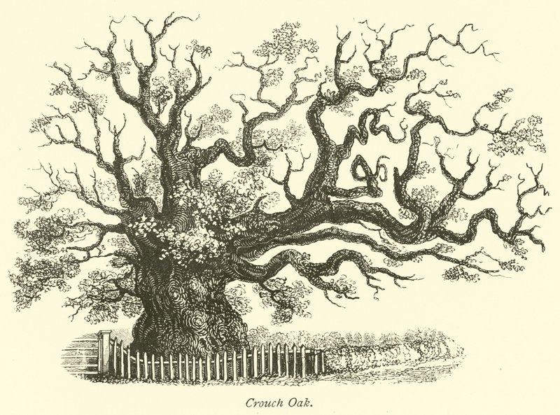 Quercia di Crouch da English School