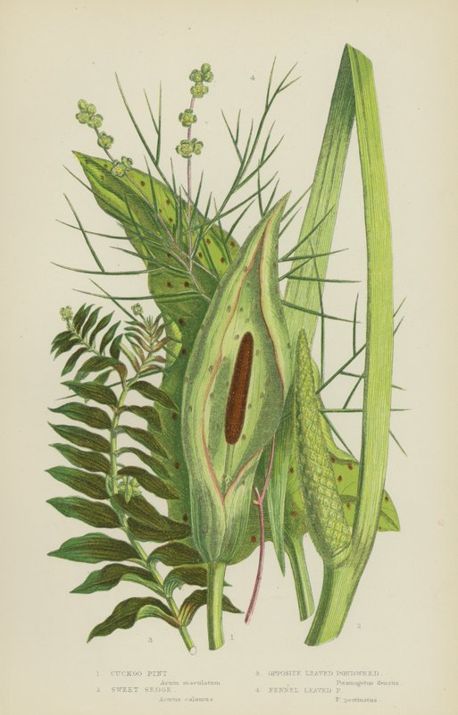 Arum maculatum, Calamo aromatico, Potamogeton a foglie opposte, Potamogeton a foglie di finocchio da English School
