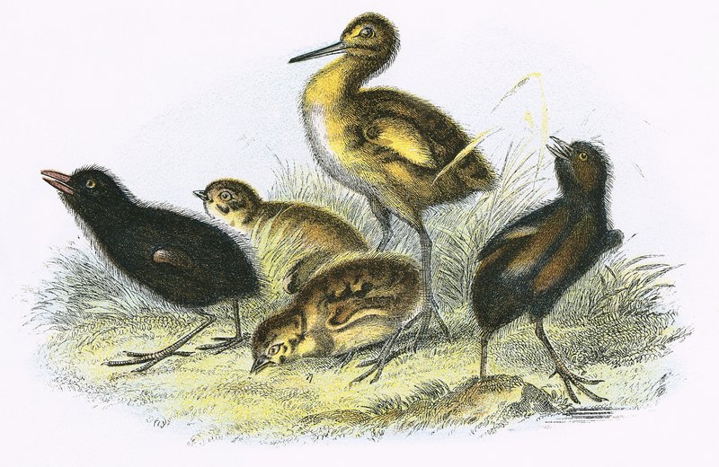 Chiurlo, Rallo di terra, Pernice e Gallinella d
