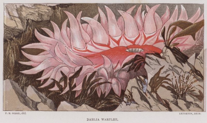 Dahlia Wartlet da English School