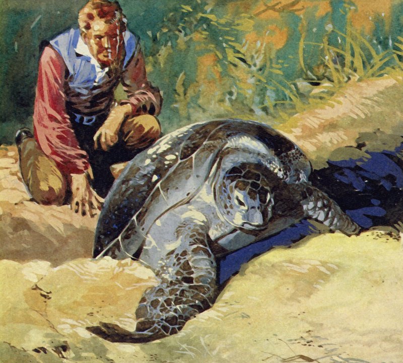 Darwin si chiedeva perché le tartarughe giganti delle Isole Galapagos differissero su ogni isola da English School