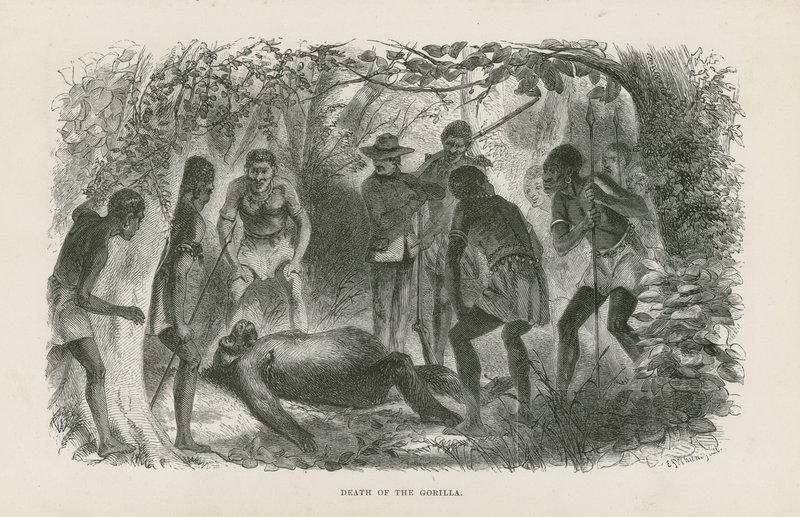 Morte del gorilla da English School