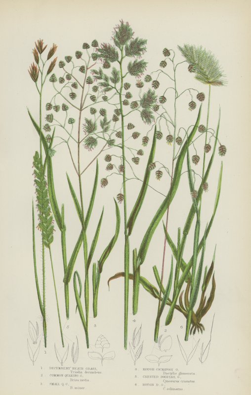 Erba di Brughiera Decumbente, Erba Tremula Comune, Erba Tremula Piccola, Erba di Cocksfoot Ruvida da English School