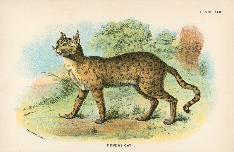 Gatto del deserto da English School