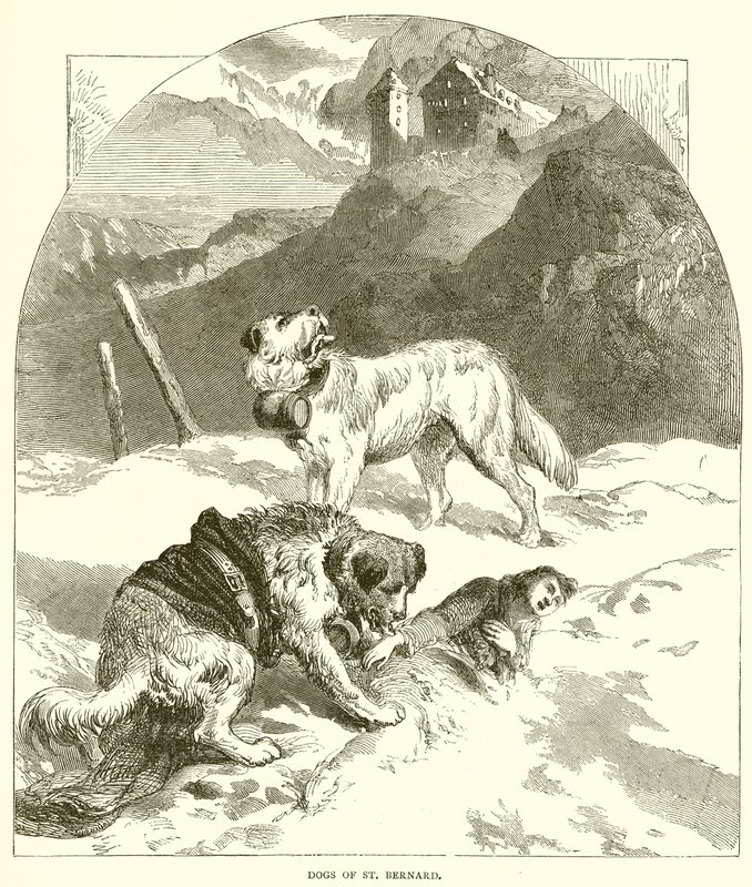 Cani di San Bernardo da English School