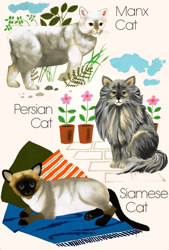 Gatti domestici da English School