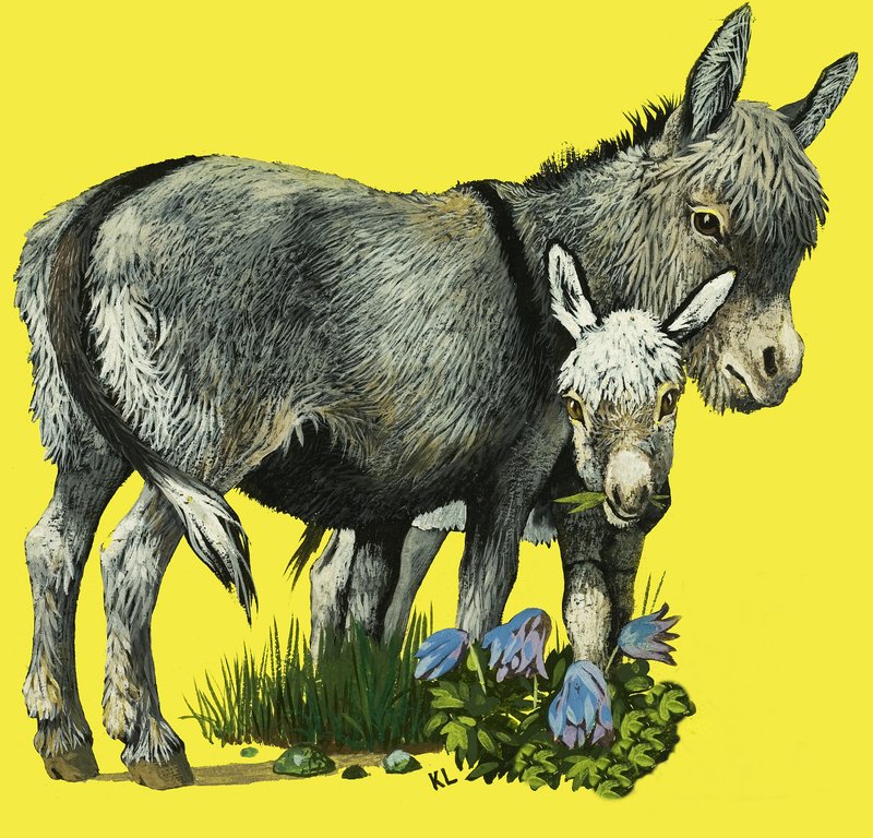 Asino e puledro d