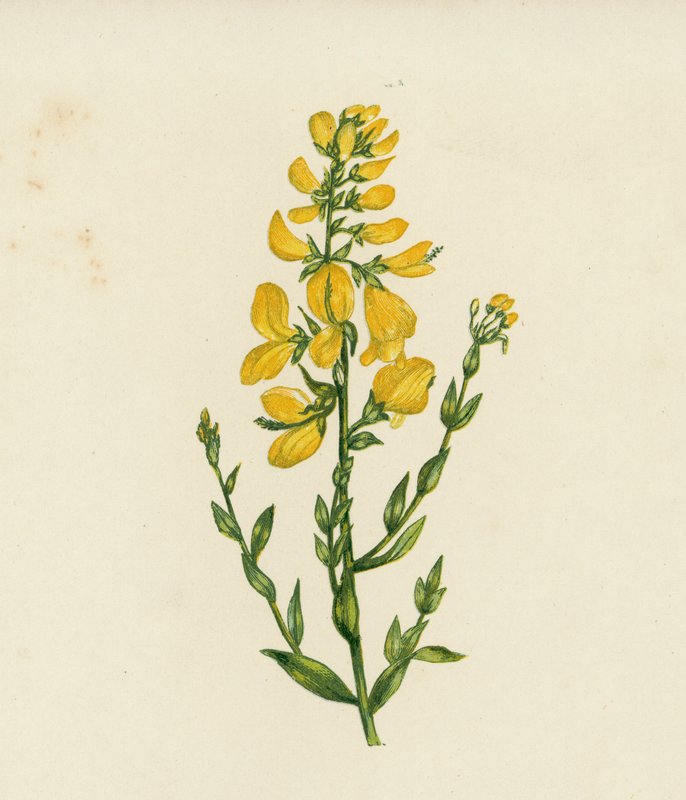 Ginestra dei tintori, Genista Tinctoria da English School