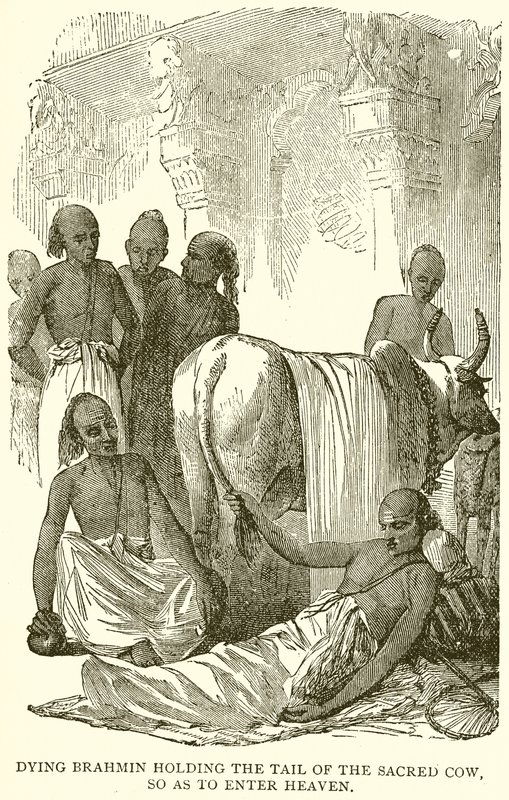 Brahmino morente che tiene la coda della Sacra Mucca per entrare in Paradiso da English School